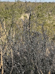 Sarcomphalus obtusifolius canescens