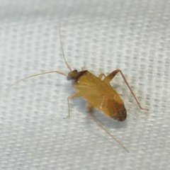 Phytocoris ramosus
