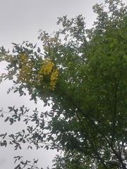 Laburnum anagyroides