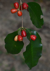 Syzygium claviflorum