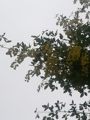 Laburnum anagyroides