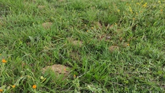 Microtus duodecimcostatus