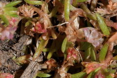 Crassula aquatica