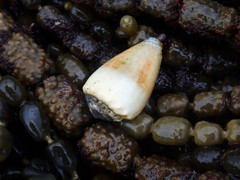 Conus nanus