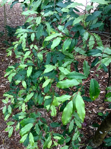 Elaeagnus loureiroi