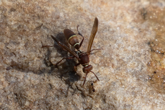 Polistes smithii