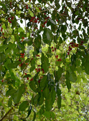 Syzygium claviflorum