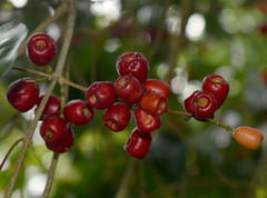 Syzygium claviflorum