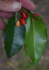 Syzygium claviflorum