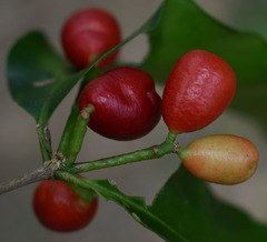 Syzygium claviflorum