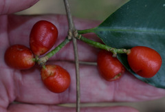 Syzygium claviflorum