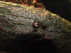 Ascocoryne sarcoides