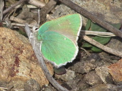 Callophrys viridis