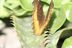 Eurytela dryope angulata