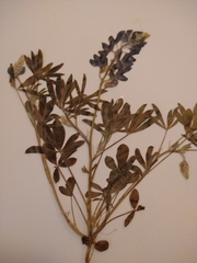 Lupinus texensis