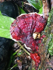 Earliella