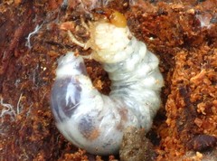 Lucanidae