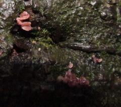 Ascocoryne sarcoides