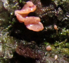 Ascocoryne sarcoides