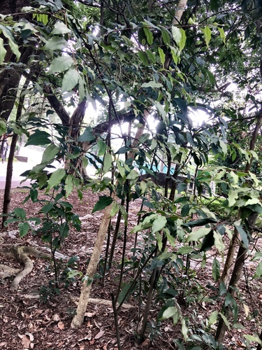 Elaeagnus loureiroi, photograph 1