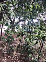 Elaeagnus loureiroi, photograph Yj, CC BY, iNaturalist via GBIF