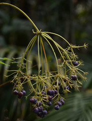 Mackinlaya confusa