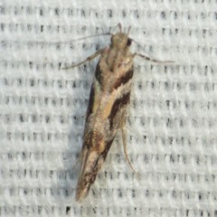 Aristotelia devexella