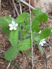 Lithospermum matamorense