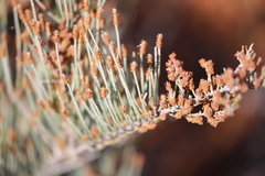 Allocasuarina humilis