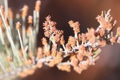 Allocasuarina humilis