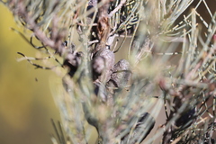 Allocasuarina humilis