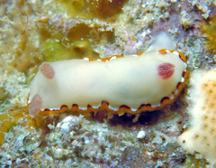 Goniobranchus rubrocornutus
