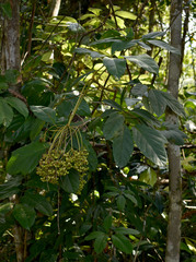 Mackinlaya confusa