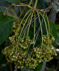 Mackinlaya confusa
