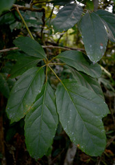 Mackinlaya confusa