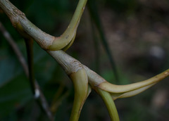 Mackinlaya confusa
