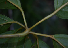 Mackinlaya confusa