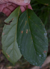 Mackinlaya confusa