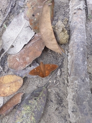 Dyscophellus porcius