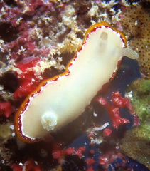 Goniobranchus rubrocornutus