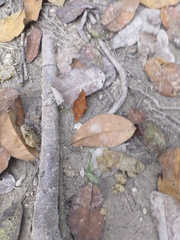 Dyscophellus porcius