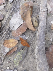 Dyscophellus porcius