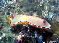 Goniobranchus rubrocornutus