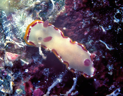 Goniobranchus rubrocornutus