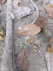 Dyscophellus porcius