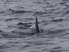 Sagmatias obscurus