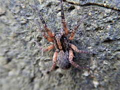 Trochosa sepulchralis