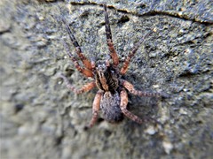 Trochosa sepulchralis