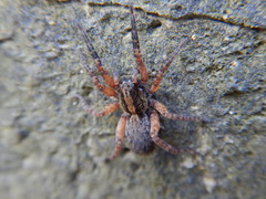 Trochosa sepulchralis
