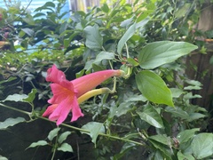 Amphilophium buccinatorium